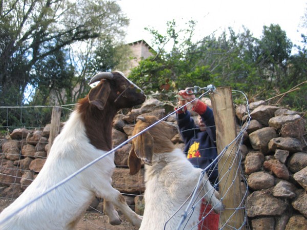 Chèvres du Musée vivant du cochon près de Les Vans