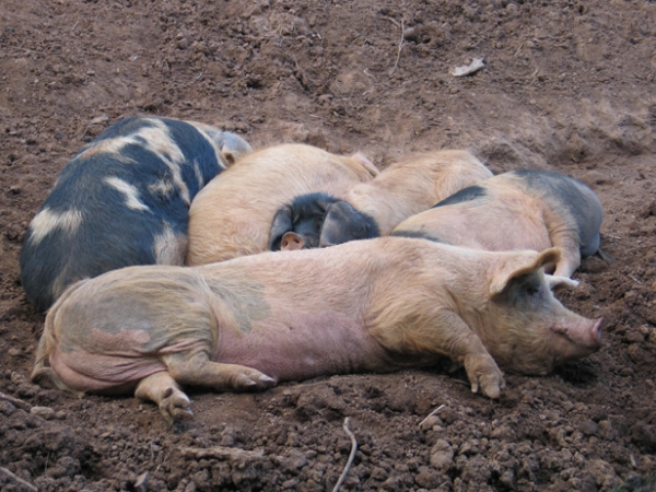 Cochons du Musée vivant du cochon près de Les Vans
