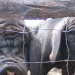 Cochons du Musée vivant du cochon à Chambonas près de Les Vans