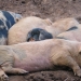 Cochons du Musée vivant du cochon près de Les Vans