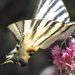 Papillon du plateau des Gras de Naves